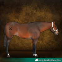 Horse Color:Bay 