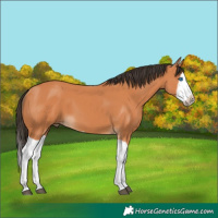Horse Color:Bay Splash Frame