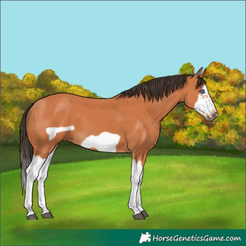 Horse Color:Unknown 
