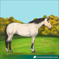 Horse Color:Buckskin Roan Tobiano 