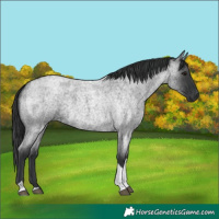 Horse Color:Unknown 
