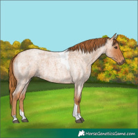 Horse Color:Red Roan Tobiano 