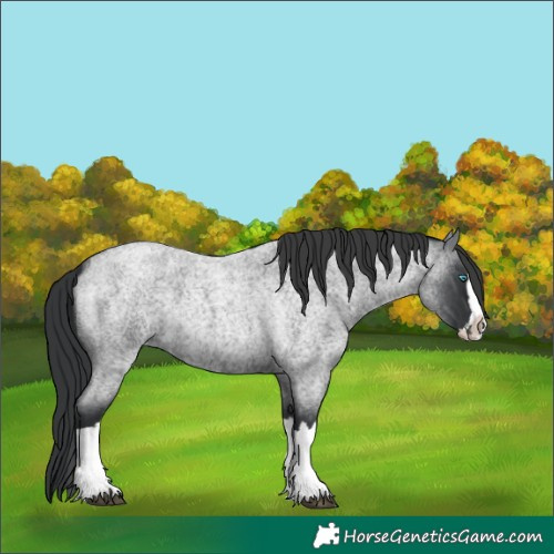 Horse Color:Blue Roan Splash