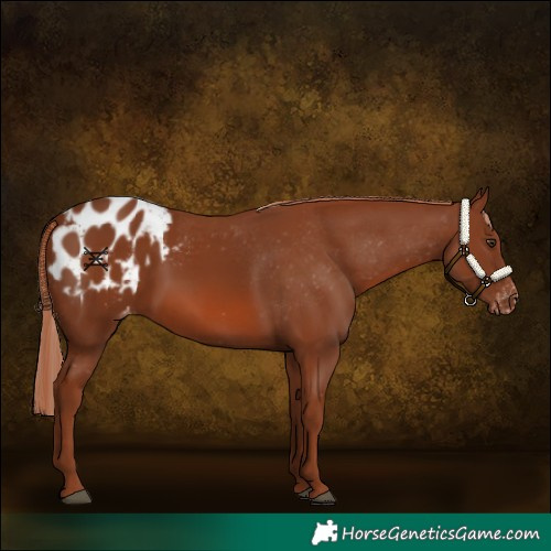 Horse Color:Chestnut Appaloosa 