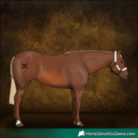 Horse Color:Chestnut 