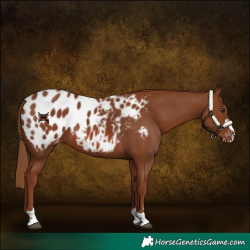 Horse Color:Chestnut Appaloosa