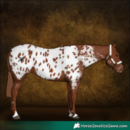 Horse Color:Chestnut Appaloosa