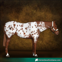 Horse Color:Chestnut Appaloosa 