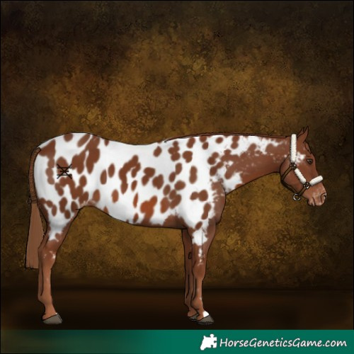 Horse Color:Chestnut Appaloosa 