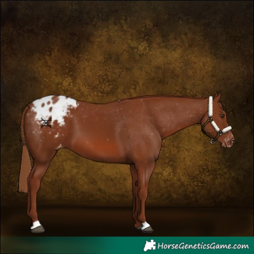 Horse Color:Chestnut Appaloosa 