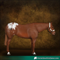 Horse Color:Chestnut Appaloosa 