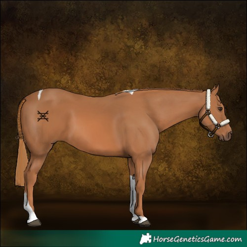 Horse Color:Chestnut Tobiano 