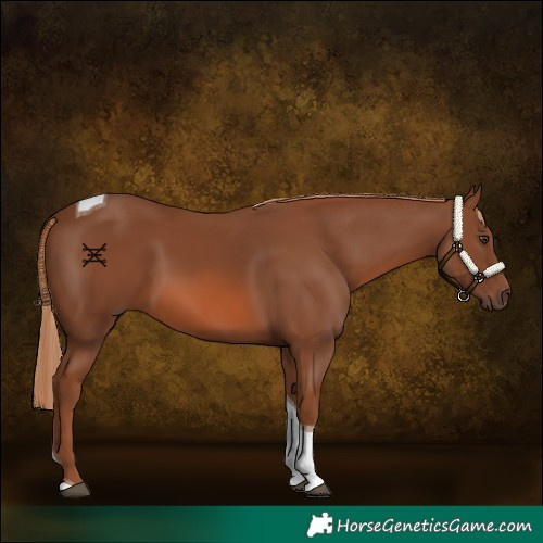 Horse Color:Chestnut Tobiano 