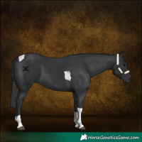 Horse Color:Black Tobiano 