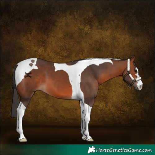 Horse Color:Bay Tobiano