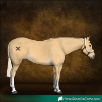 Horse Color:Palomino Tobiano 