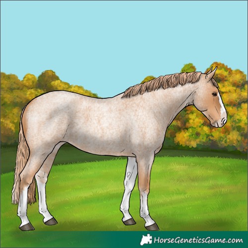 Horse Color:White Spotted Red Roan Splash