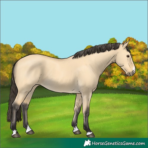 Horse Color:Buckskin Dun