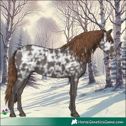 Horse Color:White Spotted Liver Chestnut Ice Rabicano 