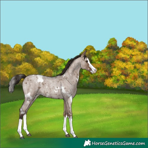 Horse Color:White Spotted Liver Red Dun Roan Splash 