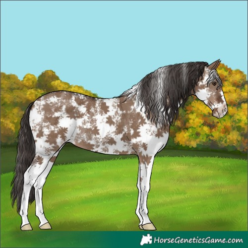 Horse Color:Liver Red Dun Sabino 