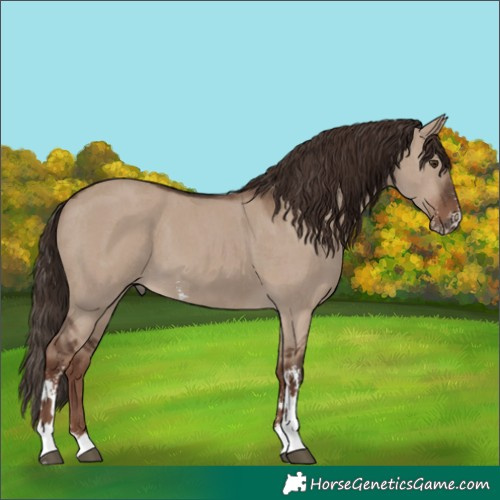 Horse Color:Liver Red Dun Sabino 