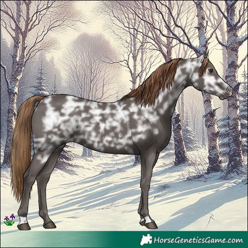 Horse Color:Liver Chestnut Ice Rabicano 