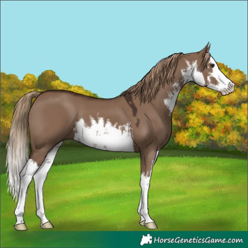 Horse Color:White Spotted Liver Red Dun Splash 