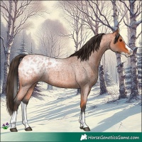 Horse Color:Bay Ice Roan Splash 