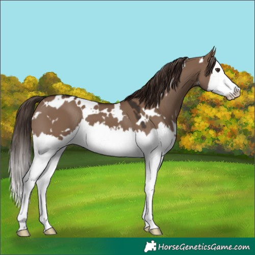 Horse Color:White Spotted Liver Red Dun Splash 