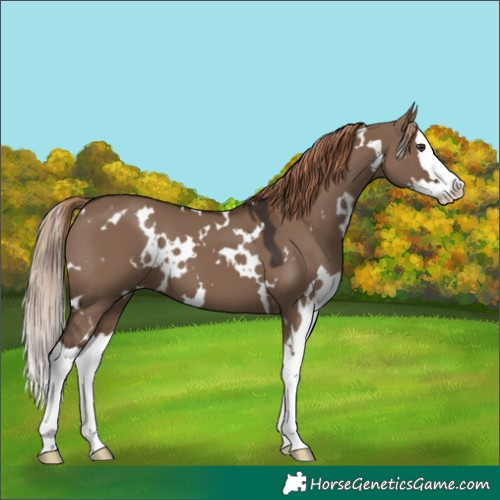 Horse Color:White Spotted Liver Red Dun Splash 