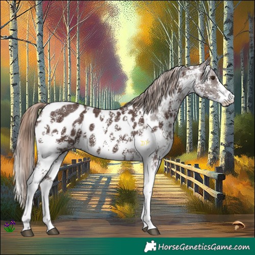 Horse Color:Liver Chestnut Sabino Near Leopard 