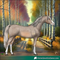 Horse Color:Chocolate Palomino Sabino Splash Appaloosa