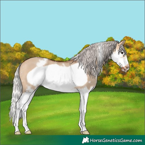 Horse Color:Silver Bay Dun Sabino Splash Frame Rabicano 