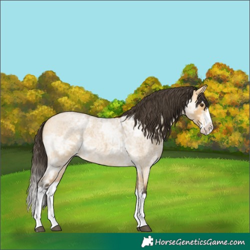 Horse Color:Buckskin Ice Roan Dun Splash Rabicano 
