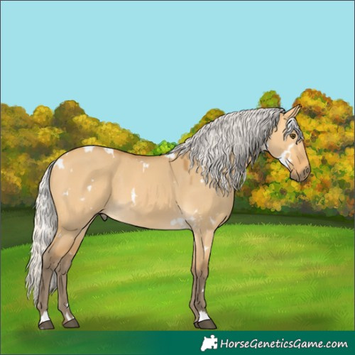 Horse Color:White Spotted Silver Buckskin Dun 