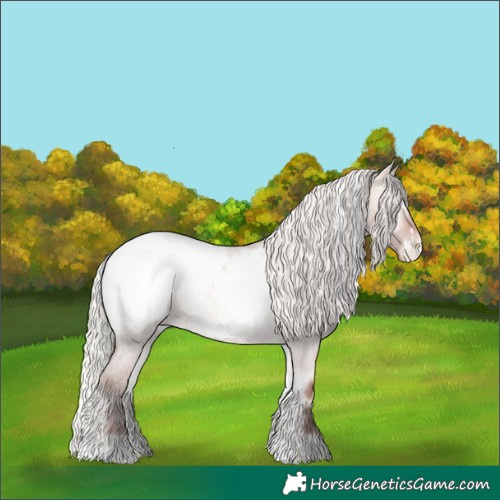 Horse Color:White Spotted Silver Bay Roan Onyx Appaloosa 