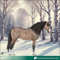 Horse Color:Bay Ice Dun