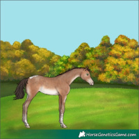 Horse Color:Sable Champagne Tobiano