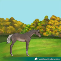 Horse Color:Silver Black Tobiano