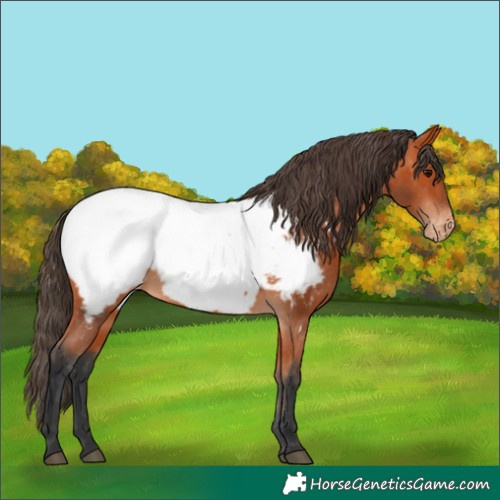 Horse Color:Bay Appaloosa 
