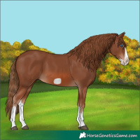 Horse Color:Chestnut Splash Frame