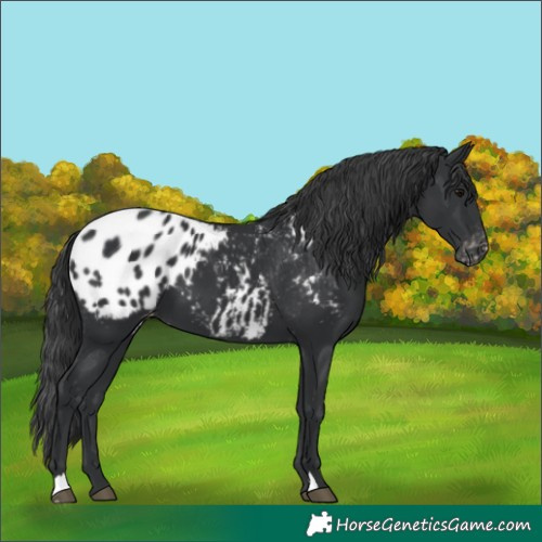 Horse Color:Black Appaloosa 