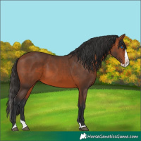Horse Color:Bay Splash 