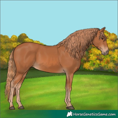 Horse Color:Chestnut 