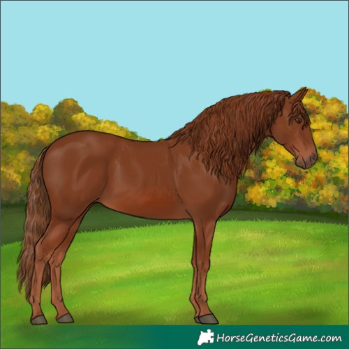 Horse Color:Chestnut 