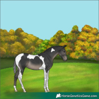 Horse Color:Black Tobiano 