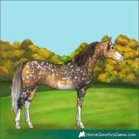 Horse Color:Buckskin Snowflake Varnish