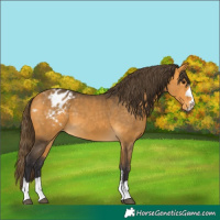 Horse Color:Buckskin Blanket