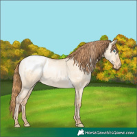 Horse Color:White Spotted Buckskin Pearl Dun Appaloosa Rabicano 